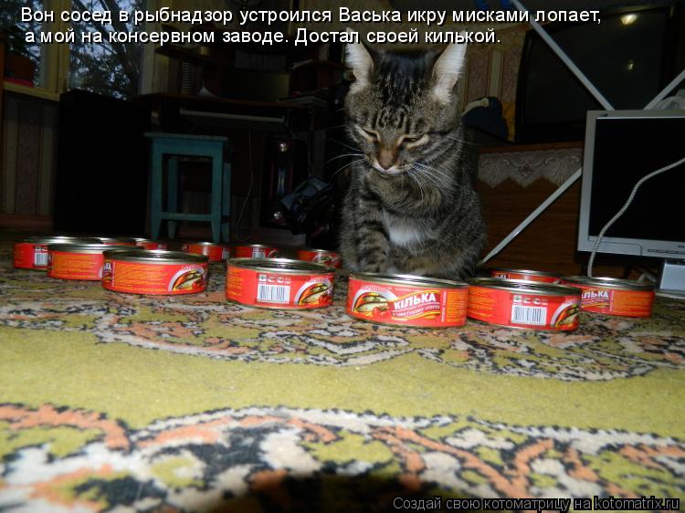 Котоматрица: Вон сосед в рыбнадзор устроился Васька икру мисками лопает, а мой на консервном заводе. Достал своей килькой.