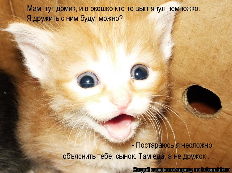 Котоматрица: Мам, тут домик, и в окошко кто-то выглянул немножко. Я дружить с ним буду, можно? - Постараюсь я несложно. объяснить тебе, сынок. Там еда, а не др