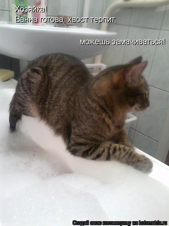 Котоматрица: Хозяйка! Ванна готова, хвост терпит,  можешь замачиваться!