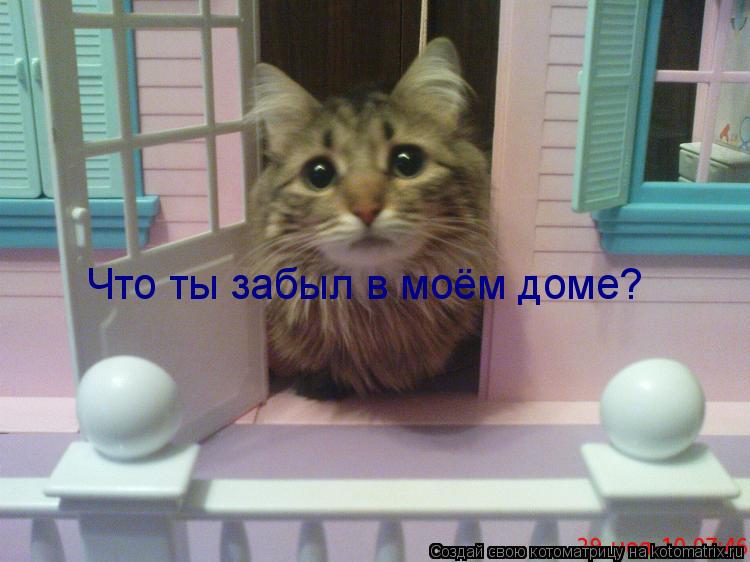 Котоматрица: Что ты забыл в моём доме?