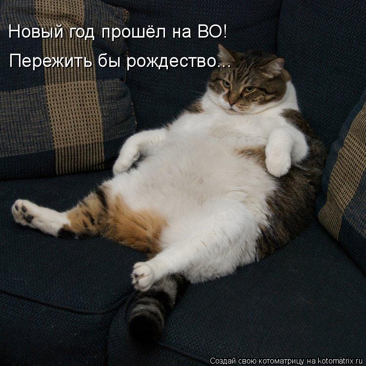Котоматрица: Новый год прошёл на ВО! Пережить бы рождество...