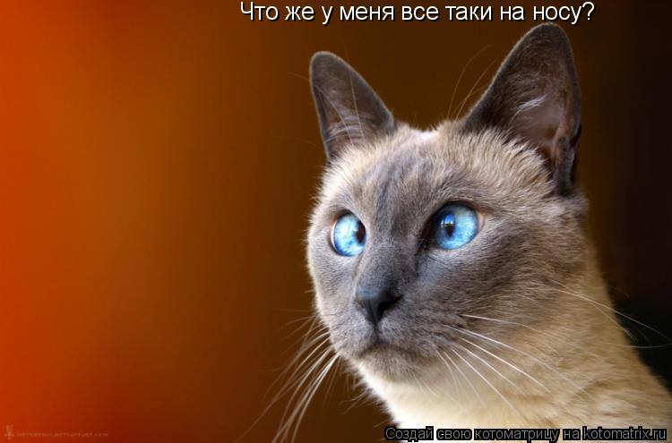 Котоматрица: Что же у меня все таки на носу?