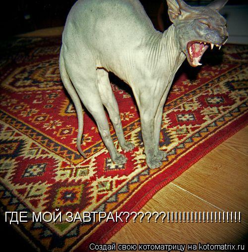 Котоматрица: ГДЕ МОЙ ЗАВТРАК??????!!!!!!!!!!!!!!!!!!!