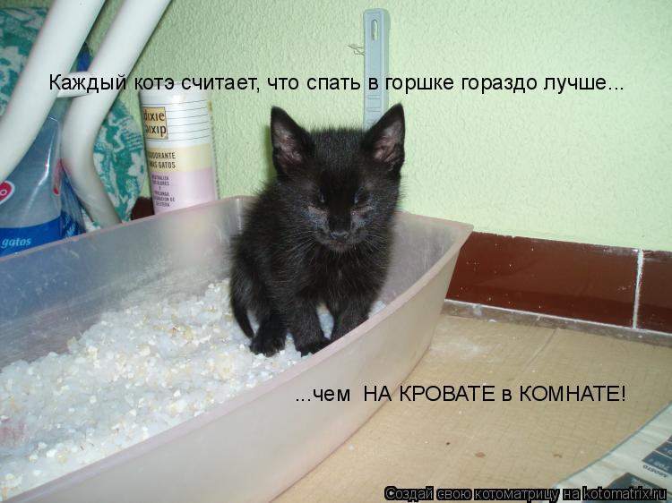 Котоматрица: Каждый котэ считает, что спать в горшке гораздо лучше... ...чем  НА КРОВАТЕ в КОМНАТЕ!