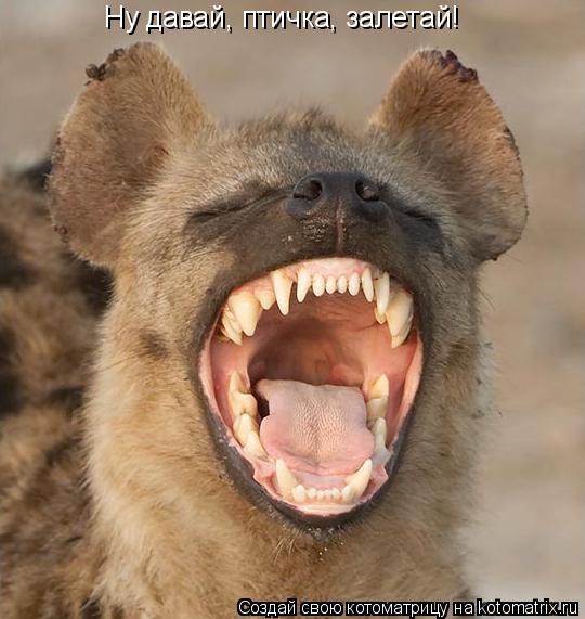 Котоматрица: Ну давай, птичка, залетай!