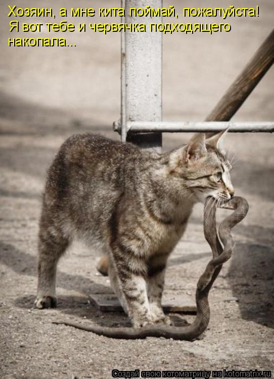 Котоматрица: Хозяин, а мне кита поймай, пожалуйста! Я вот тебе и червячка подходящего накопала...