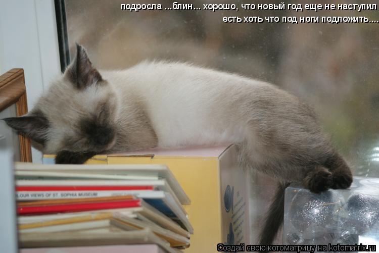 Котоматрица: подросла ...блин... хорошо, что новый год еще не наступил есть хоть что под ноги подложить....