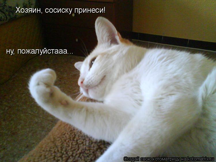 Котоматрица: Хозяин, сосиску принеси! ну, пожалуйстааа...