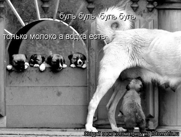 Котоматрица: буль буль  буль буль  только молоко а водка есть