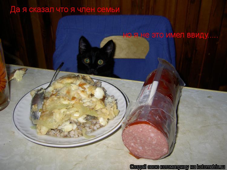 Котоматрица: Да я сказал что я член семьи но я не это имел ввиду.....