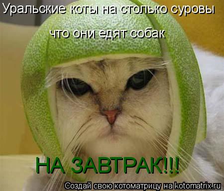 Котоматрица: что они едят собак  Уральские коты на столько суровы  НА ЗАВТРАК!!!