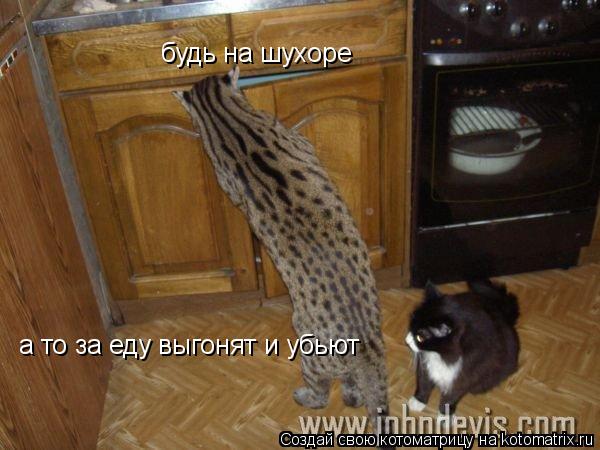 Котоматрица: будь на шухоре  а то за еду выгонят и убьют