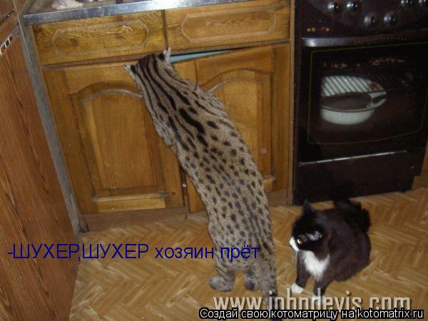 Котоматрица: -ШУХЕР -ШУХЕР,ШУХЕР хозяин прёт