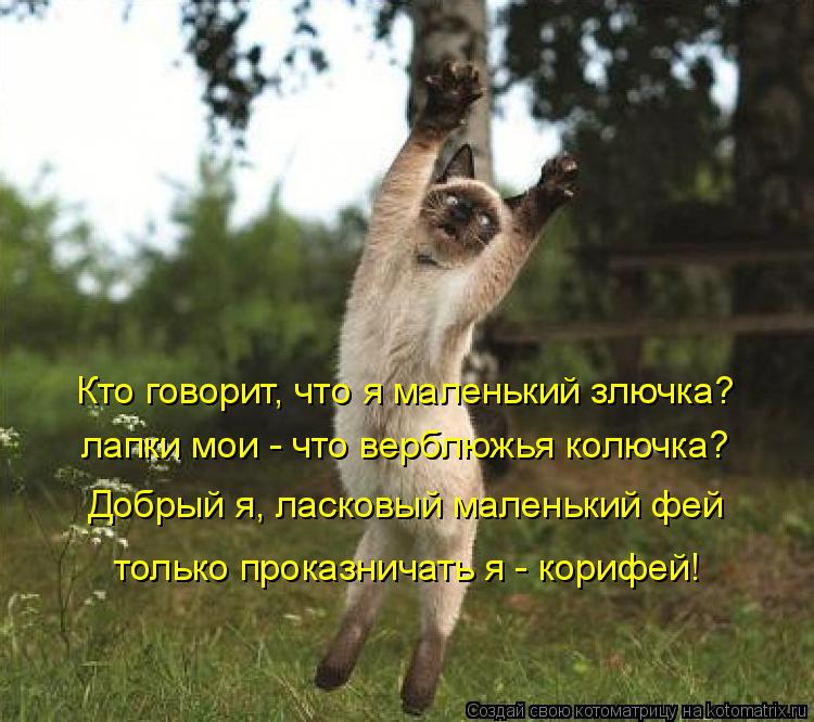 Котоматрица: Кто говорит, что я маленький злючка? лапки мои - что верблюжья колючка? Добрый я, ласковый маленький фей только проказничать я - корифей!
