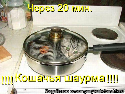 Котоматрица: Через 20 мин. Кошачья шаурма !!!! !!!!
