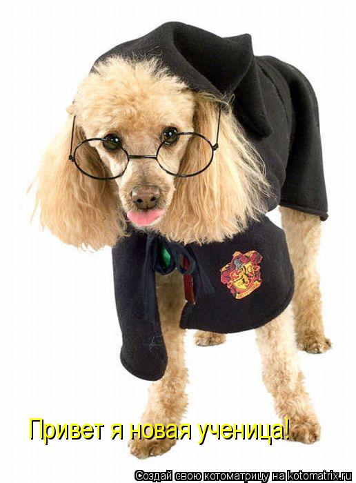 Котоматрица: Привет я новая ученица! Привет я новая ученица!