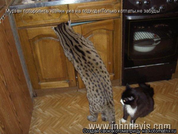 Котоматрица: Мурзан поторопись хозяин уже на подходе!Только котлеты не забудь!