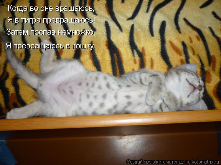 Котоматрица: Когда во сне вращаюсь, Я в тигра превращаюсь! Затем,поспав немножко, Я превращаюсь в кошку.