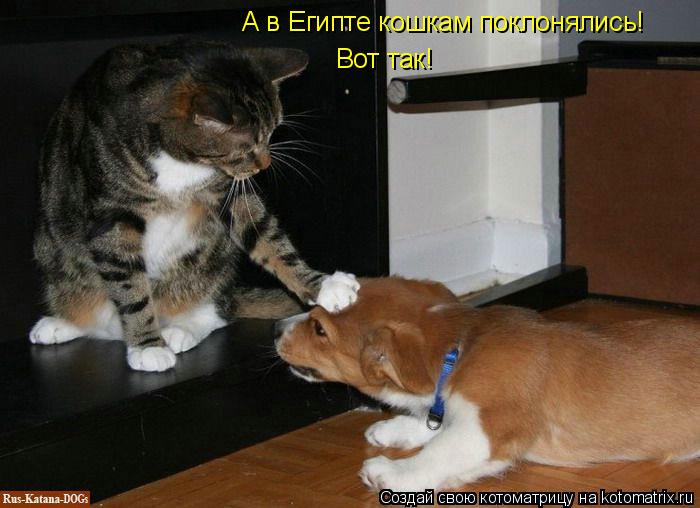 Котоматрица: А в Египте кошкам поклонялись! Вот так!