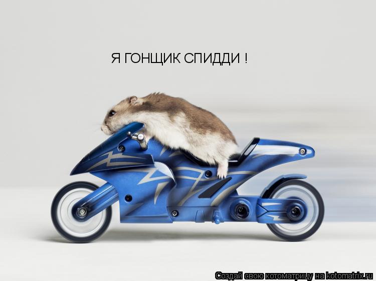 Котоматрица: Я ГОНЩИК СПИДДИ !