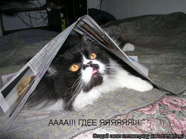 Котоматрица: АААА!!! ГДЕЕ ЯЯЯЯЯЯ!!!