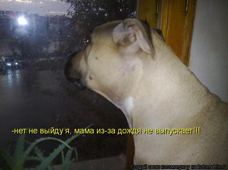 Котоматрица: -нет не выйду я, мама из-за дождя не выпускает!!!