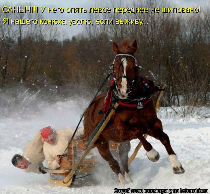 Котоматрица: САНЫЧ!!! У него опять левое переднее не шиповано! САНЫЧ!!! У него опять левое переднее не шиповано! Я нашего конюха уволю, если выживу...