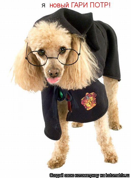 Котоматрица: я новый ГАРИ ПОТР!