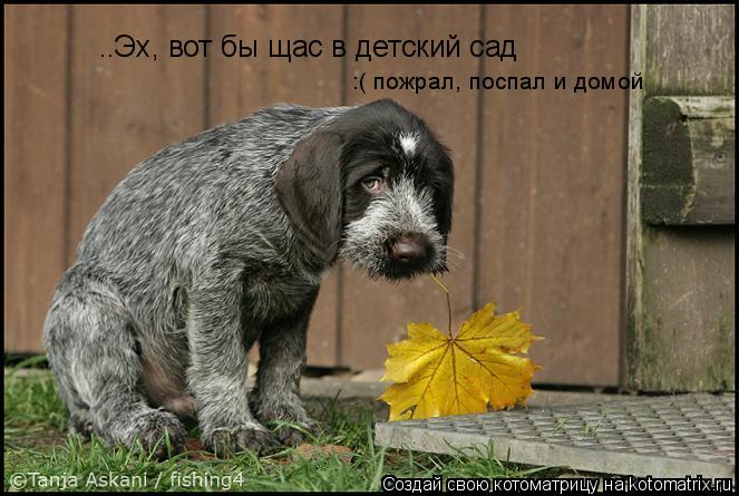 Котоматрица: ..Эх, вот бы щас в детский сад  :( пожрал, поспал и домой