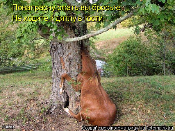 Котоматрица: Понапрасну ржать вы бросьте Не ходите к дятлу в гости.
