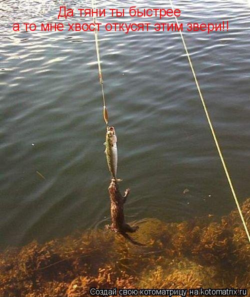 Котоматрица: Да тяни ты быстрее а то мне хвост откусят этим звери!!