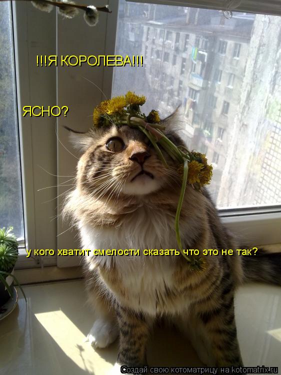 Котоматрица: !!!Я КОРОЛЕВА!!!  ЯСНО?  у кого хватит смелости сказать что это не так?