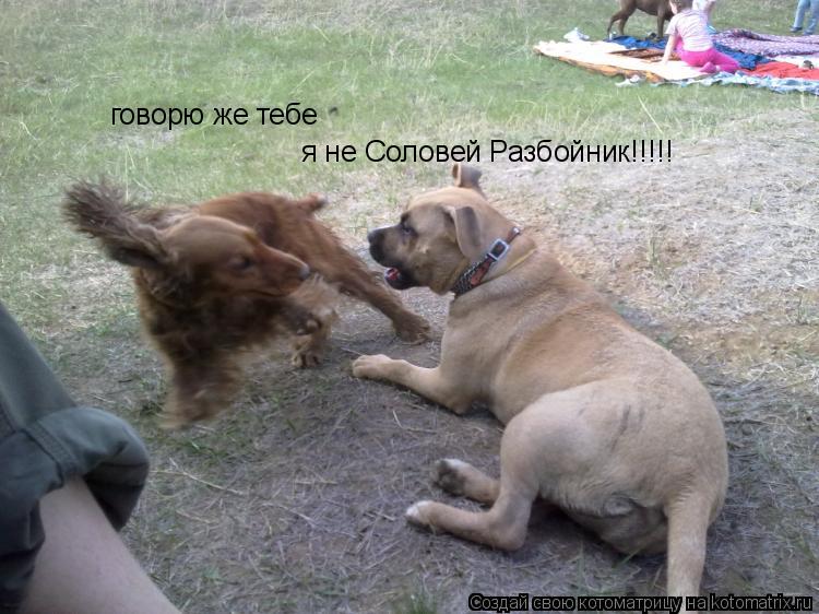 Котоматрица: говорю же тебе я не Соловей Разбойник!!!!!