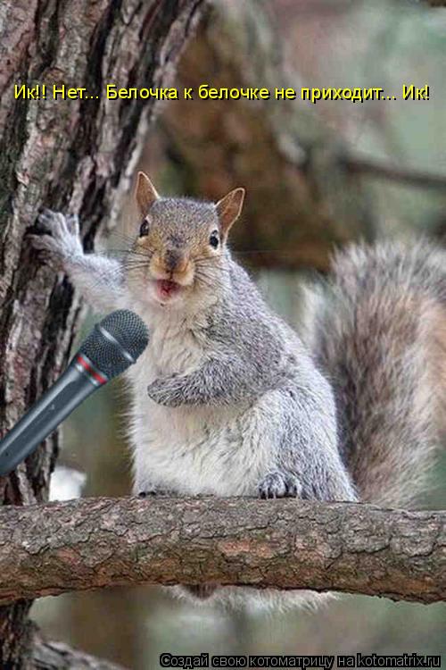 Котоматрица: Ик!! Нет... Белочка к белочке не приходит... Ик!
