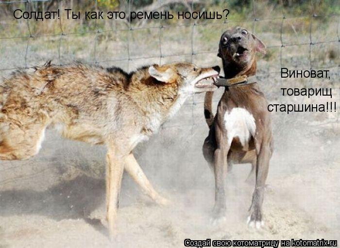 Котоматрица: Солдат! Ты как это ремень носишь? Виноват,  товарищ старшина!!!