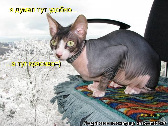 Котоматрица: я думал тут удобно... ...а тут красиво=) и холодно...