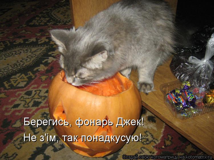 Котоматрица: Не з'iм, так понадкусую! Берегись, фонарь Джек!