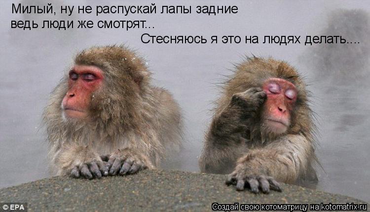 Котоматрица: Милый, ну не распускай лапы задние ведь люди же смотрят... Стесняюсь я это на людях делать....