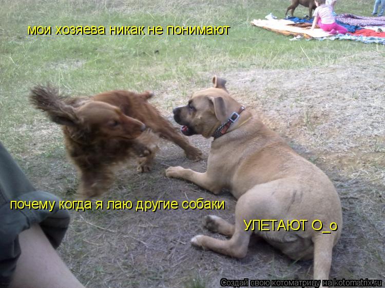 Котоматрица: мои хозяева никак не понимают почему когда я лаю другие собаки  УЛЕТАЮТ О_о УЛЕТАЮТ О_о