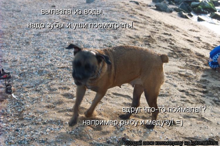 Котоматрица: вылезла из воды, надо зубы и уши посмотреть! вдруг что-то поймала!? например рыбу и медузу! =)