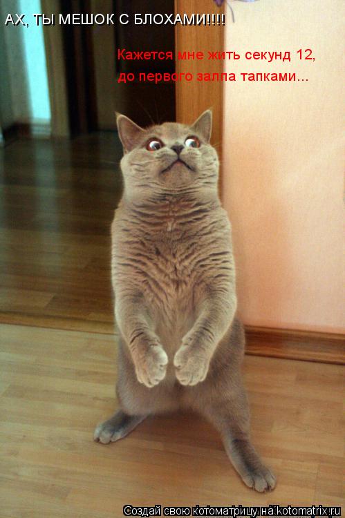 Котоматрица: АХ, ТЫ МЕШОК С БЛОХАМИ!!!! Кажется мне жить секунд 12, до первого залпа тапками...