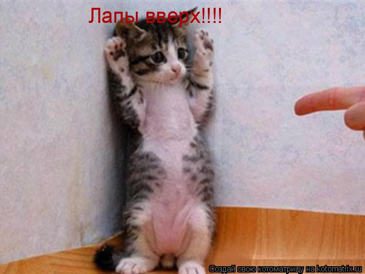 Котоматрица: Лапы вверх!!!! Лапы вверх!!!!