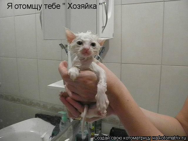 Котоматрица: Я отомщу тебе " Хозяйка "