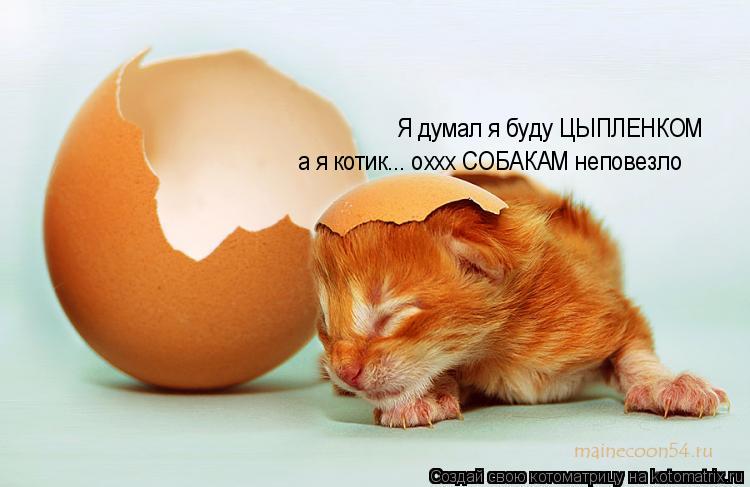 Котоматрица: Я думал я буду ЦЫПЛЕНКОМ а я котик... оххх СОБАКАМ неповезло