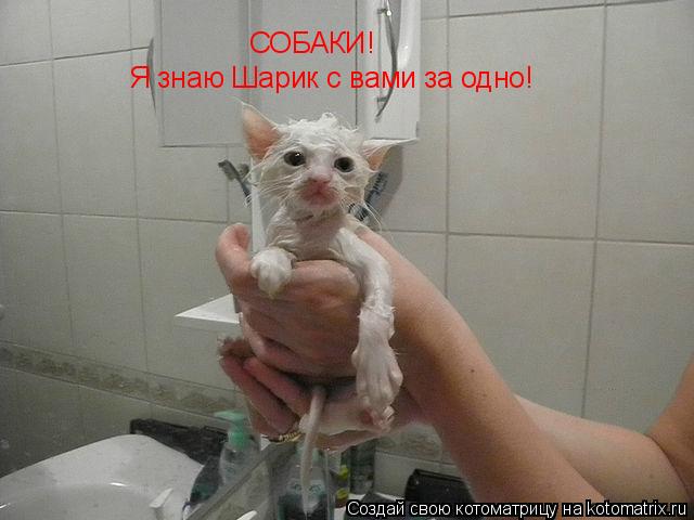 Котоматрица: СОБАКИ! Я знаю Шарик с вами за одно!