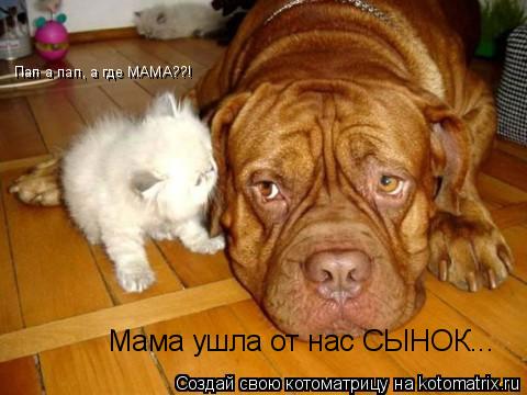 Котоматрица: Пап а пап, а где МАМА??! Мама ушла от нас СЫНОК...