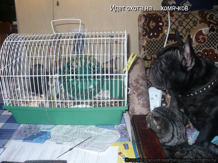 Котоматрица: Идет охота на ... хомячков