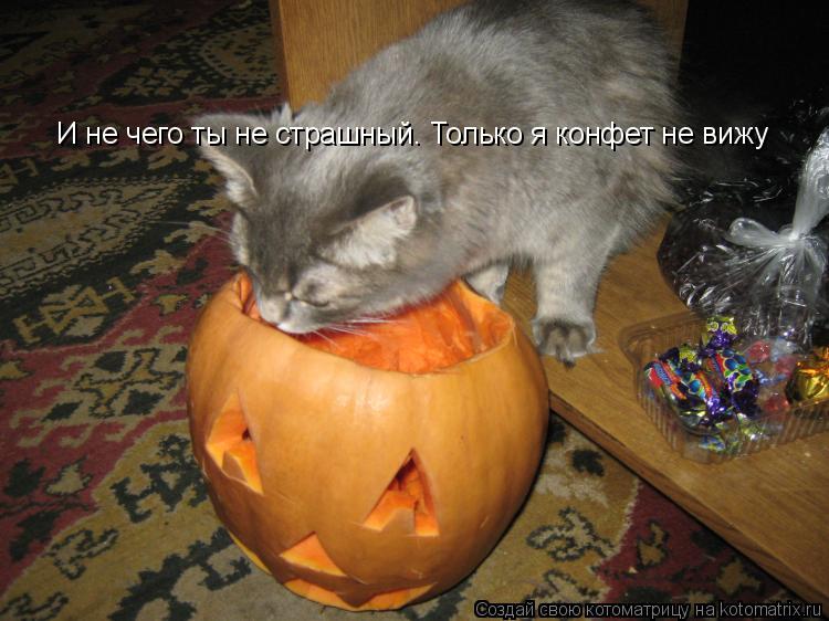 Котоматрица: И не чего ты не страшный. Только я конфет не вижу