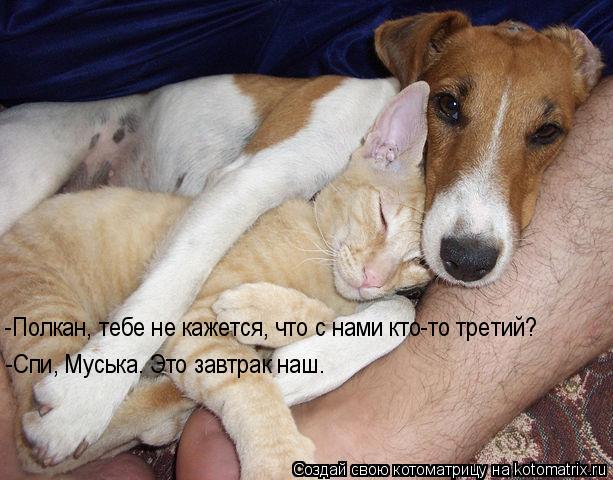 -Полкан, тебе не кажется, что с нами кто-то третий? -Спи, Муська. Это завтрак наш.... Котоматрица: -Полкан, тебе не кажется, что с нами кто-то третий? -Спи, Муська. Это завтрак наш.
