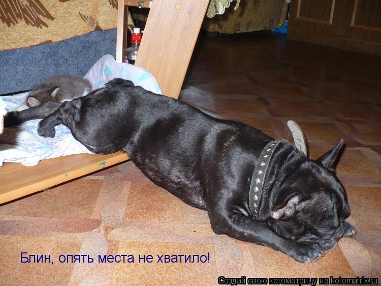 Котоматрица: Блин, опять места не хватило!